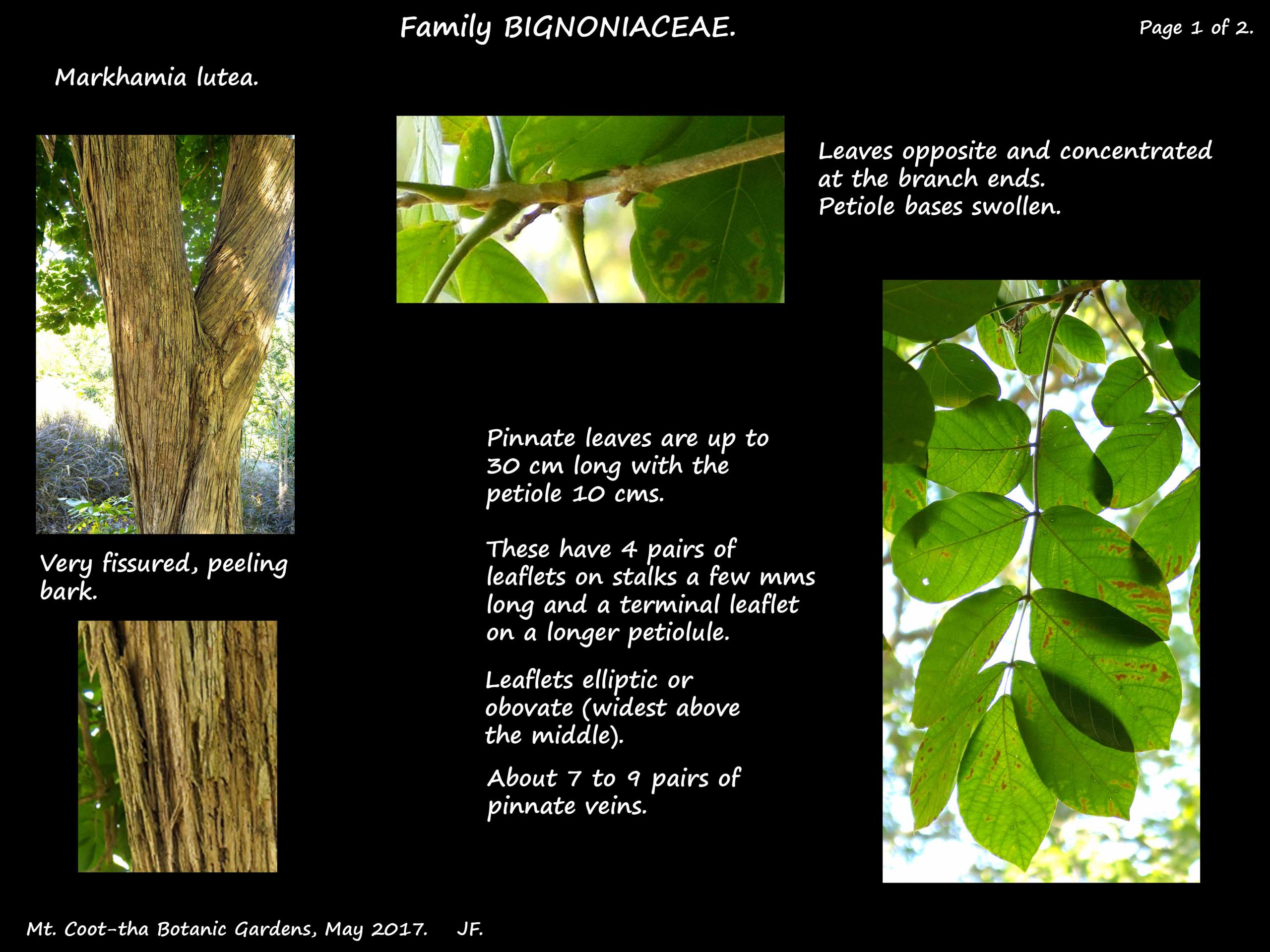 1 Markhamia tree & leaf